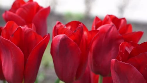 Red Tulips Bloom in Spring Blur Bokeh Tulip Flower Nature Floral Background Botanical Garden
