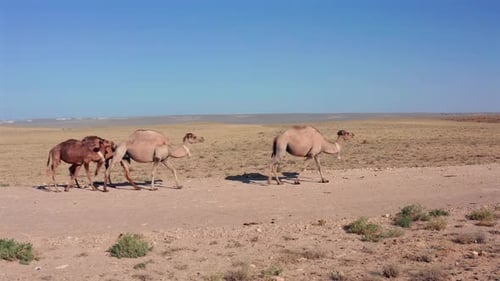 Herd of Camels Walking Across Desert Landscape Animals Moving Through Arid Terrain with Open Horizon