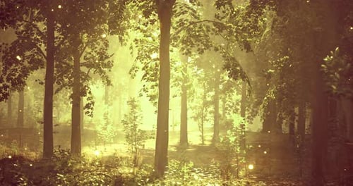 Sunlight Filtering Through Dense Forest Trees During Early Morning Hours