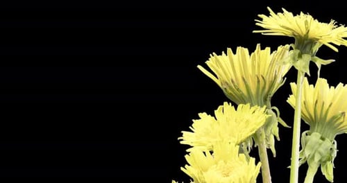 Nahaufnahme des Öffnens von Pusteblume im Zeitraffer