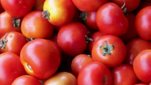 frische Bio-Tomaten vom Bauernhof hautnah aus verschiedenen Blickwinkeln