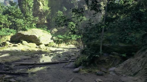 Sunlight Filters Through Trees Onto Tranquil Rocky Clearing with Gentle Shadows