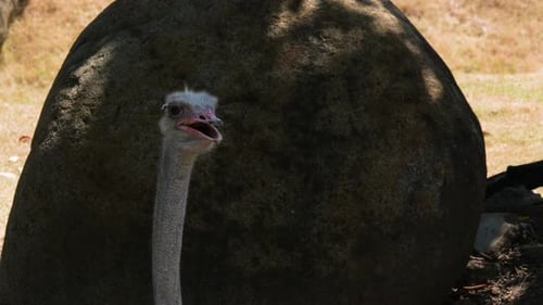 An ostrich opening its mouth