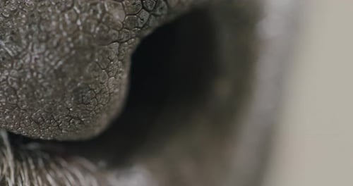 Extreme shot of the nose of a dog. Dog sniffing one and sleeping and breathing through the nose. Sho