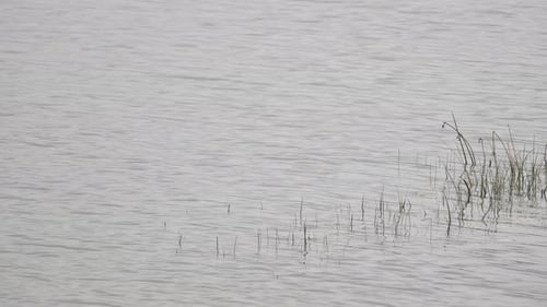 Close up detail of reeds sticking up out of a calm lake