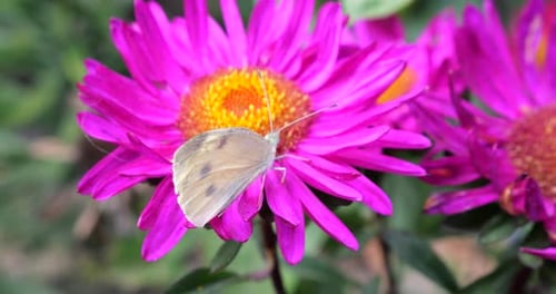 Butterfly on Vibrant Pink Flower