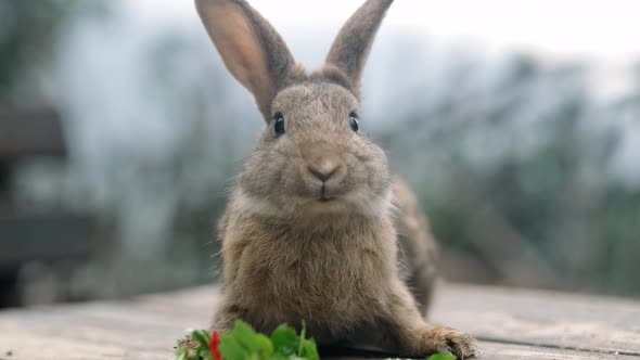 Rabbit Chewing Green Leaves Salad with Its Teeth and Moving Its Nose ...