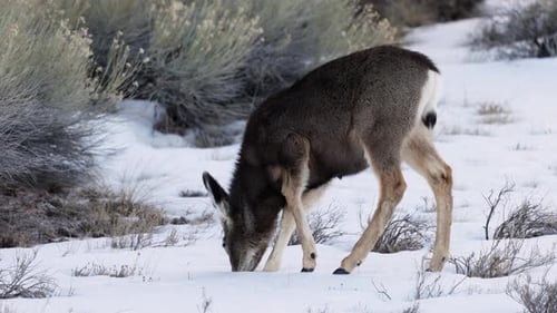 Eine Hirschherde weidet im Bryce-Nationalpark