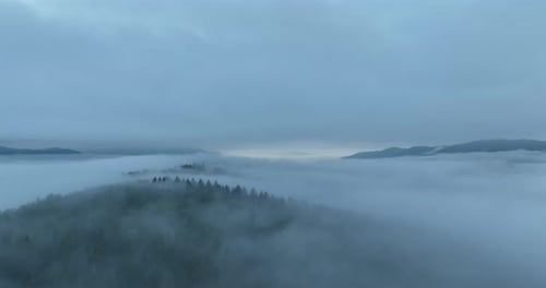 Misty Forest Aerial View