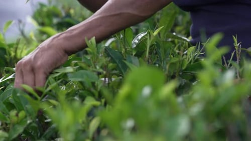 Close-up of a hand picking Ceylon tea leaves in Sri Lanka, highlighting manual harvesting and fresh