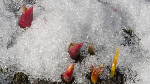 Spring Sprouts Emerging from Melting Snow