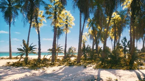 View of Nice Tropical Beach with Palms Around