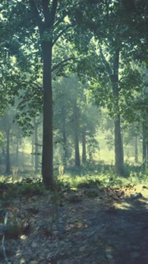A Lush Green Forest with Tall and Abundant Trees