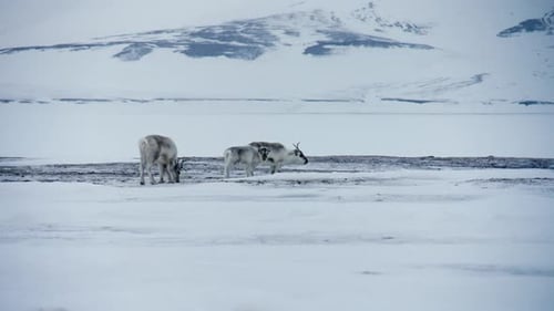 Three svalbard reindeers standing and eating in desolate snowy arctic landscape