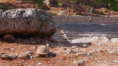A nimble tortoise walking towards the Delphi stadium, Greece