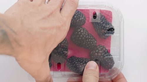 Fresh Blackberries in a Plastic Container