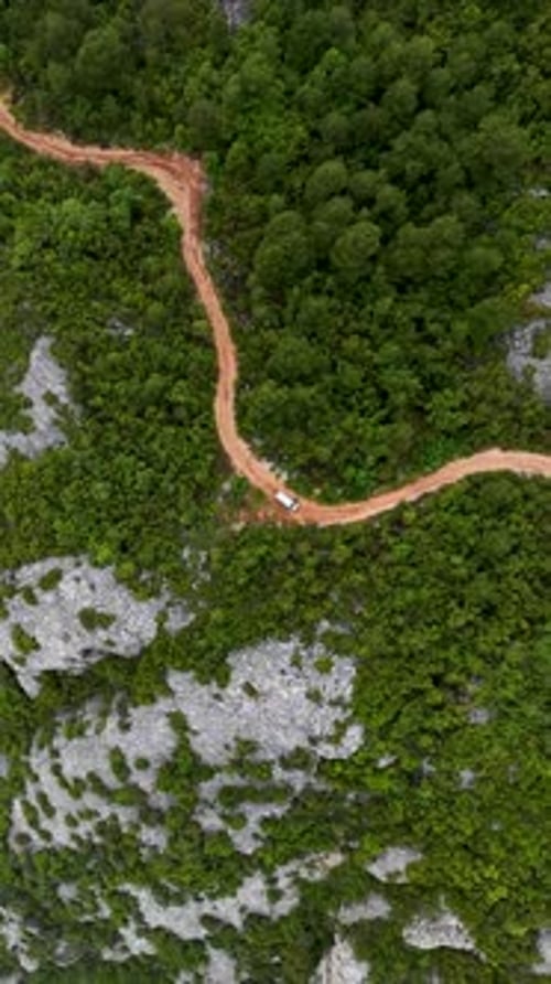 Vertical Video Aerial Encounter with Enchanted RainWashed Forest Cinematic Delight for Nature