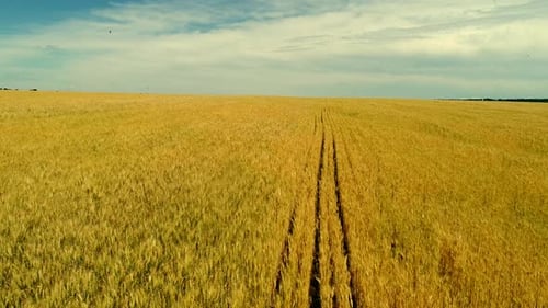 Wheat Field Summer