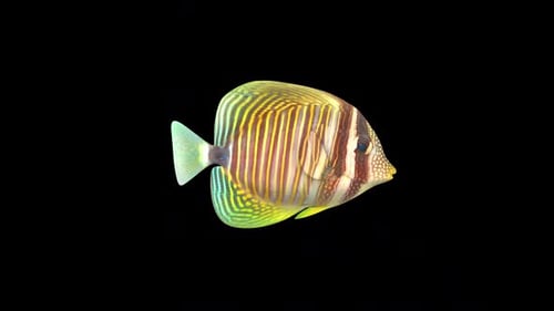 Butterfly Fish 4