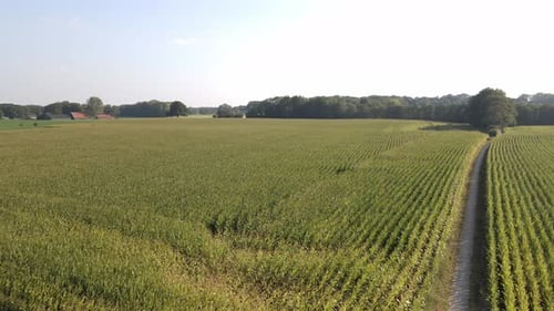 Aerial View of Corn Fields on a Sunny Day
