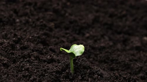 Plant Germination From Soil Green Sprout Slowly Growing in Nature Beautiful Summer Farm and Garden