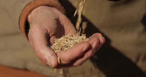 Hands Pouring Grain in Rural Sunlight