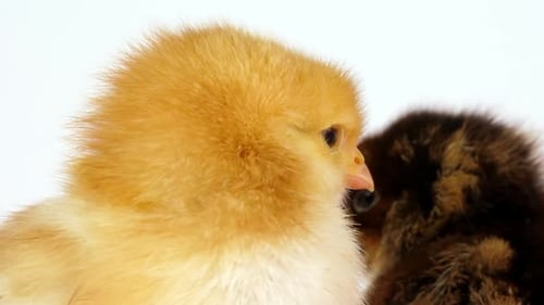 Close up of the head of a little yellow chick against a white backdrop, a darker sibling behind