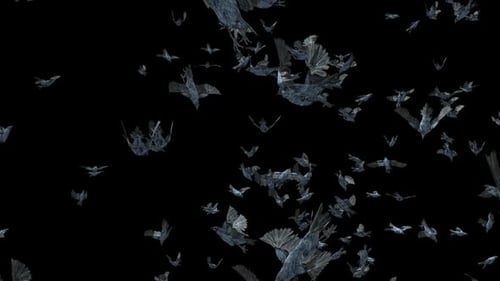 24 Bird Bat Flying HD