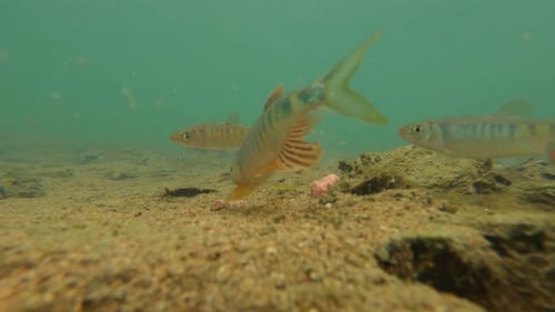 Filmage sous-marin de mérous dans les cours d'eau du sud de la Chine