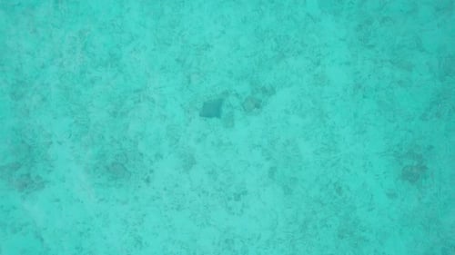 Une raie de mer nage dans l'eau claire de l'océan