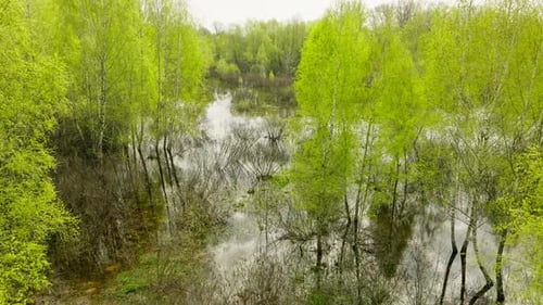 River Lake Swamp Water Forest Spring Nature Park Tree Green