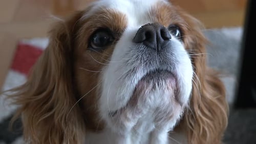 Slow motion pan around cute King Charles Cavalier spaniel dog looking up to get food