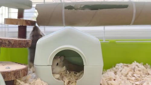 Two Rodents Inside of a Cage at Daytime