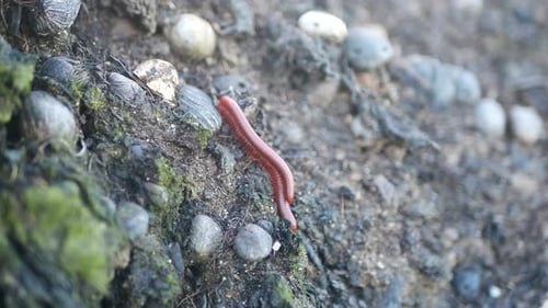 Imágenes de vídeo de insectos arrastrando en la naturaleza