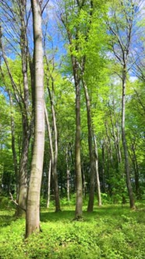 Panorama of a spring beech forest on a clear sunny day. Vertical video.