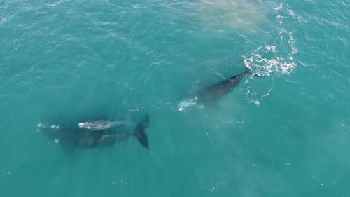 Ballena franca austral recién nacida saliendo a la superficie por encima de su madre en un tranquilo océano azul, AÉREA