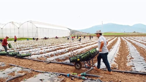Farmworkers In Pepper Planting