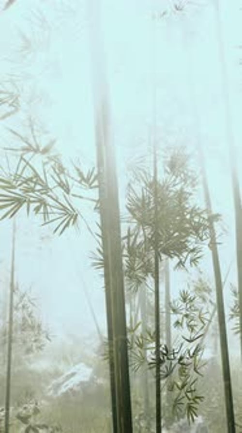 Tall Bamboo Trees Towering in Forest Vertical
