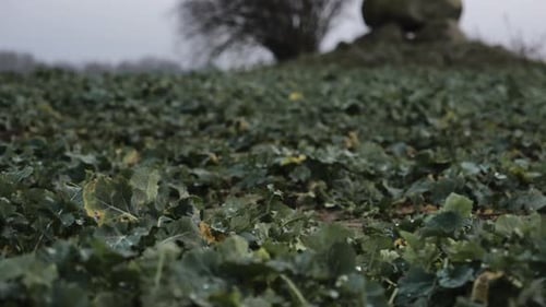 Historical dolmen stone megalithic site in Brandenburg Germany, rack focus