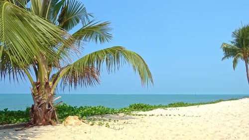 Colorful Tropical Beachfront, White Sand, Palm Trees and Blue Sea Horizon, Full Frame Static Shot