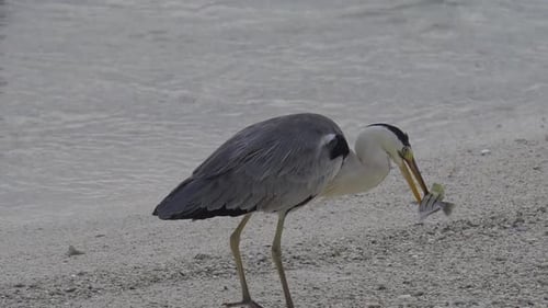 Grey Heron in the Blue Lagoon The Maldives Indian Ocean Asia