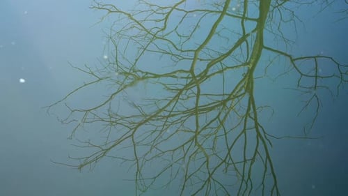 Rippling Reflection of Bare Tree Branch in Water