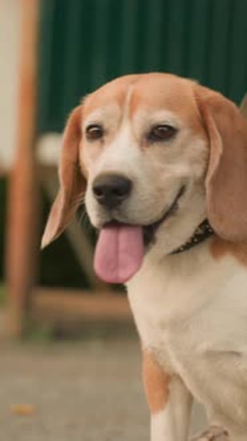 Dog Portrait with Tongue Hanging Out
