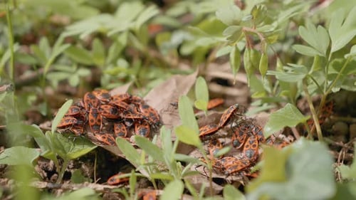 Discovering the vibrant life of Pyrrhocoris apterus in a serene park setting