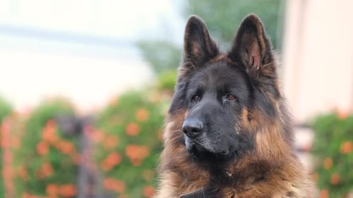 Close Up of Fluffy German Shepherd Dog Outdoors