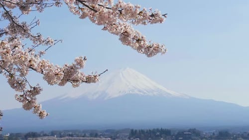 Sakura In Spring And Fuji