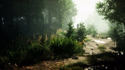 Misty Morning in the Woods
