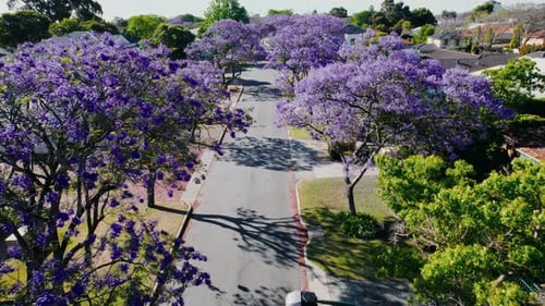 Numerous Jacaranda Trees Blooming on Serene Suburban Street