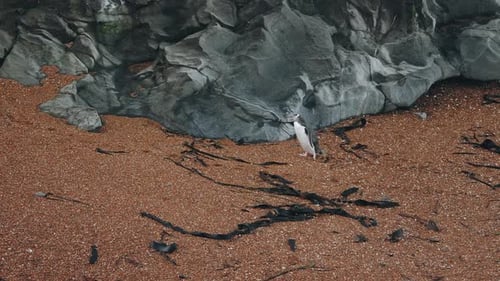 Yellow-eyed Penguin Preens And Walks On Rocky Coast Of Katiki Point At Sunset In New Zealand. wide
