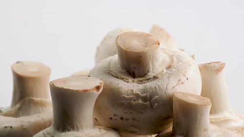 Fresh White Mushrooms Close Up